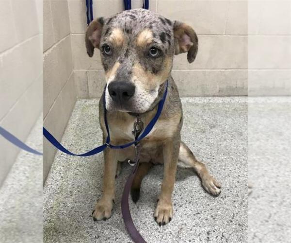 Medium Photo #1 Catahoula Leopard Dog-Unknown Mix Puppy For Sale in Conroe, TX, USA