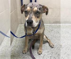 Catahoula Leopard Dog-Unknown Mix Dogs for adoption in Conroe, TX, USA
