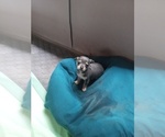 Image preview for Ad Listing. Nickname: blue