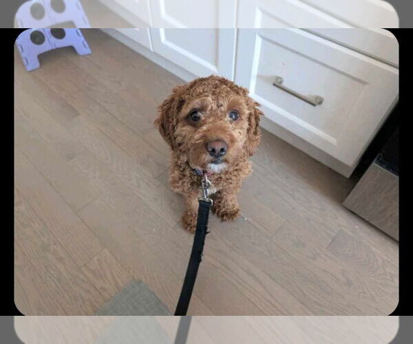Medium Photo #1 Cockapoo Puppy For Sale in Brights Grove, Ontario, Canada