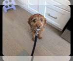Small Cockapoo