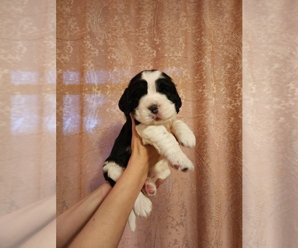 Medium Photo #2 English Springer Spaniel Puppy For Sale in KENT, WA, USA