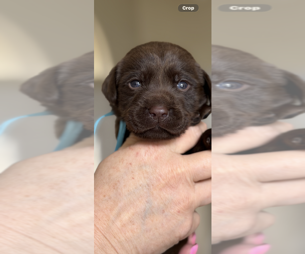 Medium Photo #1 Labrador Retriever Puppy For Sale in SIMI VALLEY, CA, USA