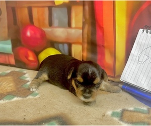 Morkie Puppy for sale in CASSVILLE, MO, USA
