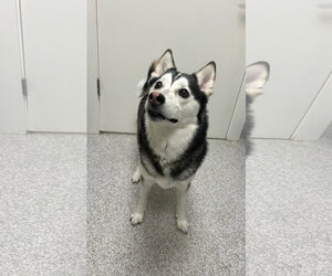 Pomeranian Dogs for adoption in Lancaster, PA, USA
