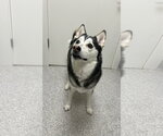 Tonka - Male Pomeranian Dog for Adoption - Small photo