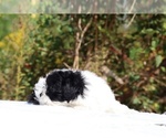 Small #16 ShihPoo