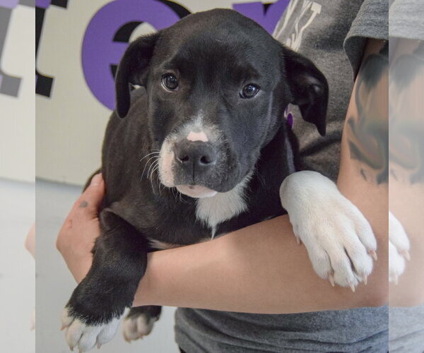 Medium Photo #4 American Staffordshire Terrier-Labrador Retriever Mix Puppy For Sale in Huntley, IL, USA