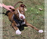 Small Mutt