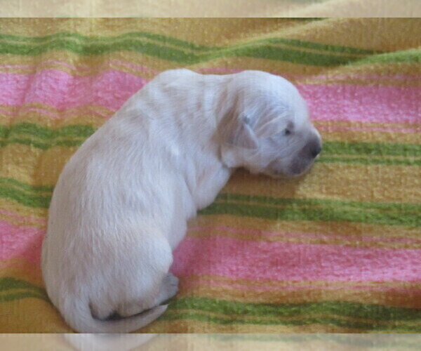 Medium Photo #12 English Cream Golden Retriever Puppy For Sale in COLUMBIANA, OH, USA