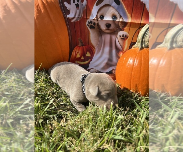 Medium Photo #12 Labrador Retriever Puppy For Sale in NEOLA, WV, USA