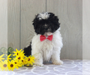 Shih-Poo Puppy for sale in GORDONVILLE, PA, USA
