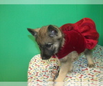 Small Photo #2 Norwegian Elkhound Puppy For Sale in PATERSON, NJ, USA