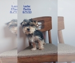 Puppy Lester Morkie