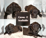 Image preview for Ad Listing. Nickname: Cocoa