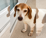 Small #3 Beagle