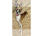 Small #4 Boxer