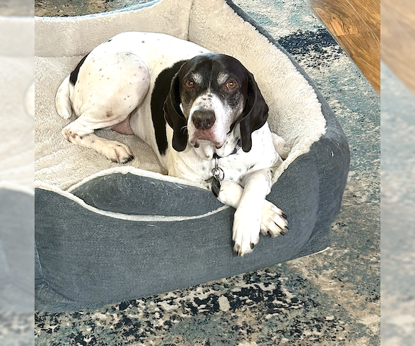 Medium Photo #1 German Shorthaired Pointer Puppy For Sale in Menlo Park, CA, USA