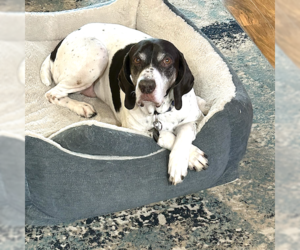 German Shorthaired Pointer Dogs for adoption in Menlo Park, CA, USA