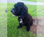 Small #1 Springerdoodle