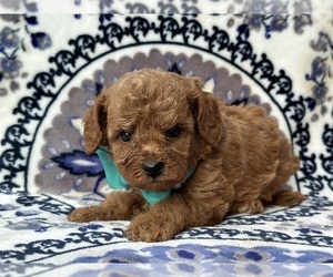 Cavapoo Puppy for sale in LANCASTER, PA, USA