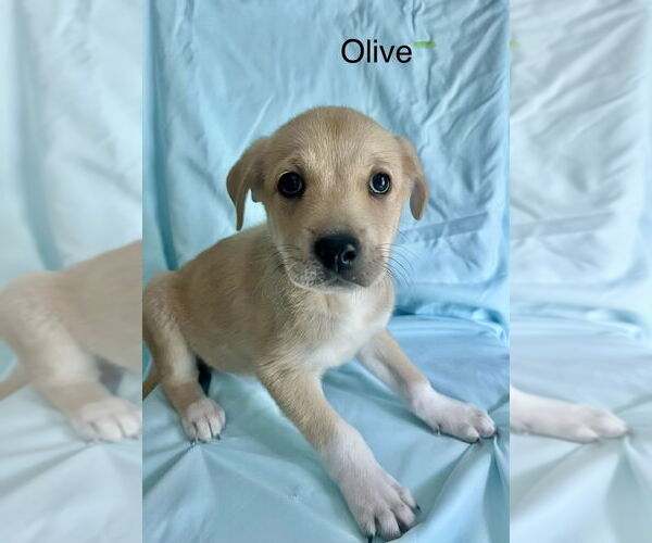 Medium Photo #1 Lab-Pointer Puppy For Sale in Brewster, NY, USA