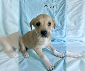 Lab-Pointer Dogs for adoption in Brewster, NY, USA