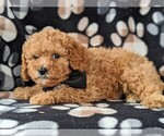 Small Photo #5 Cavapoo Puppy For Sale in BIRD IN HAND, PA, USA