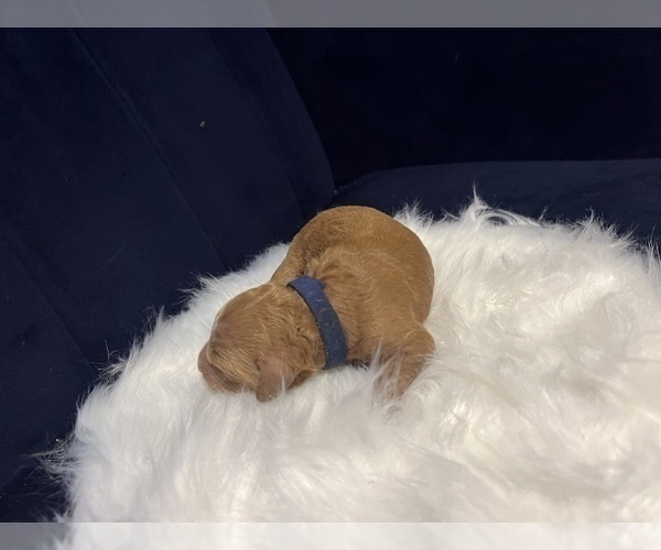 Medium Photo #4 Goldendoodle Puppy For Sale in GUTHRIE, OK, USA