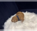Small Photo #4 Goldendoodle Puppy For Sale in GUTHRIE, OK, USA