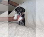 Small Photo #3 Pembroke Welsh Corgi Puppy For Sale in LEITCHFIELD, KY, USA
