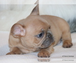Small Photo #12 French Bulldog Puppy For Sale in WINNSBORO, TX, USA
