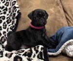 Small #3 Pug