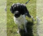 Small #1 Cocker Spaniel Mix