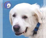 Small #3 Great Pyrenees