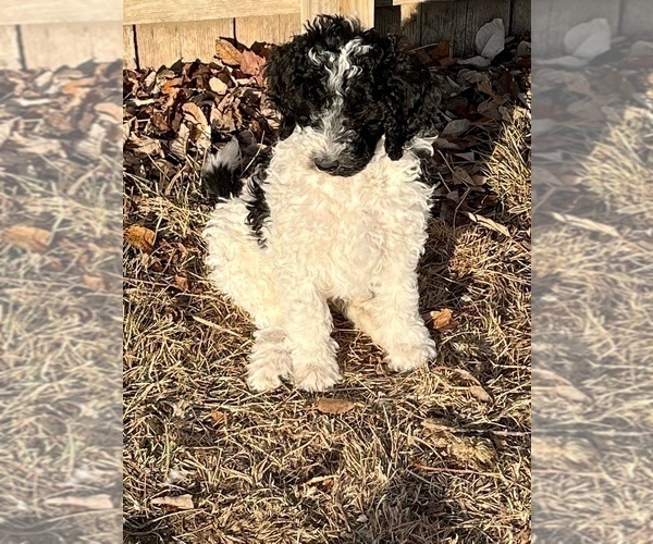 Medium Photo #2 Goldendoodle Puppy For Sale in LINCOLN, NE, USA