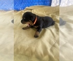 Small Photo #37 Rottweiler Puppy For Sale in RICHLAND, GA, USA
