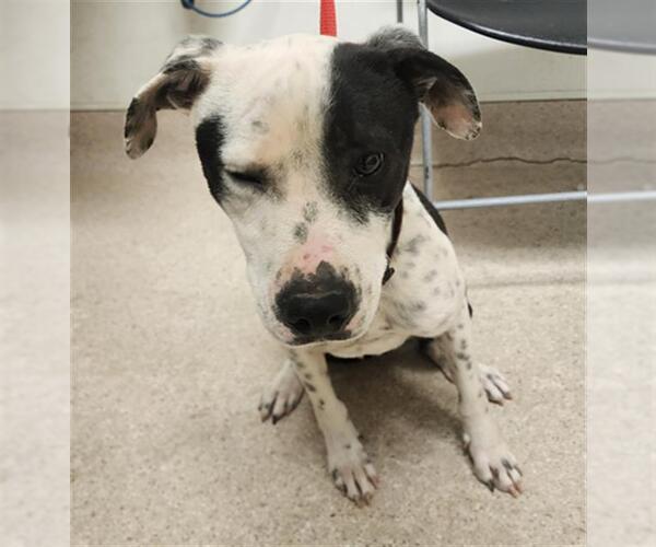 Medium Photo #1 Dalmatian-Unknown Mix Puppy For Sale in Bakersfield, CA, USA