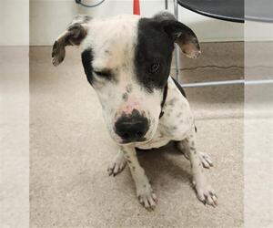 Dalmatian-Unknown Mix Dogs for adoption in Bakersfield, CA, USA