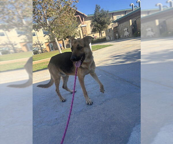 Medium Photo #1 German Shepherd Dog Puppy For Sale in Riverside, CA, USA