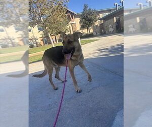 German Shepherd Dog Dogs for adoption in Riverside, CA, USA