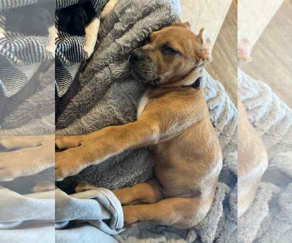 Medium Photo #3 Mutt Puppy For Sale in Duluth, MN, USA