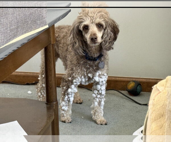Medium Photo #5 Poodle (Miniature) Puppy For Sale in Pacolet, SC, USA