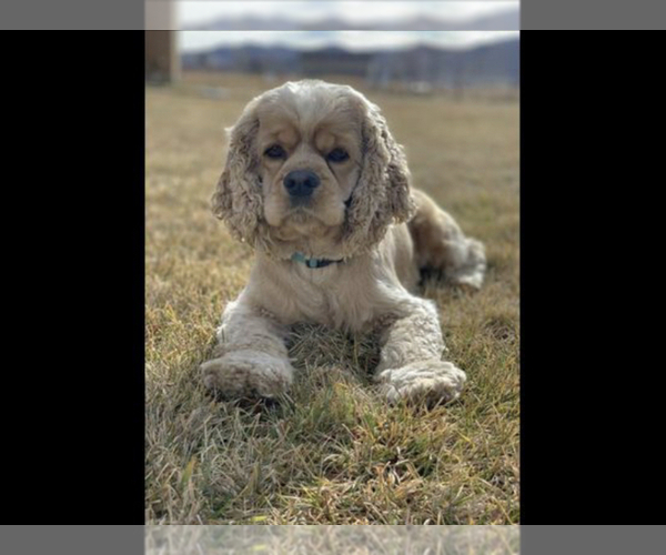Medium Photo #1 Cocker Spaniel-Poodle (Miniature) Mix Puppy For Sale in LOGAN, UT, USA