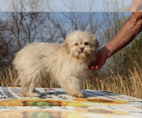 Medium Photo #17 ShihPoo Puppy For Sale in DYERSBURG, TN, USA