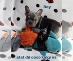 Puppy 3 French Bulldog