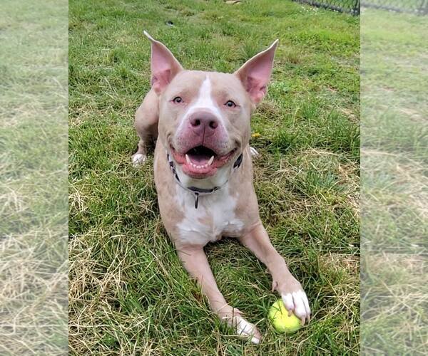Medium Photo #3 American Pit Bull Terrier-Unknown Mix Puppy For Sale in Millersville, MD, USA