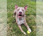 Small #2 American Pit Bull Terrier Mix