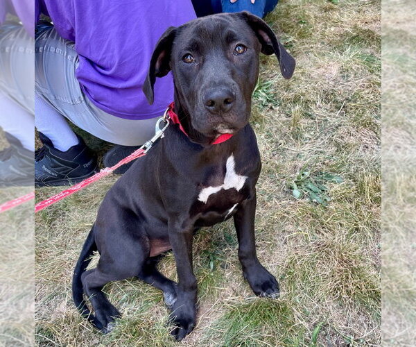 Medium Photo #16 Labrador Retriever-Unknown Mix Puppy For Sale in Canton, CT, USA