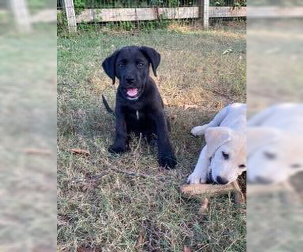 Medium Photo #4 Labrador Retriever-Unknown Mix Puppy For Sale in Alexander, AR, USA